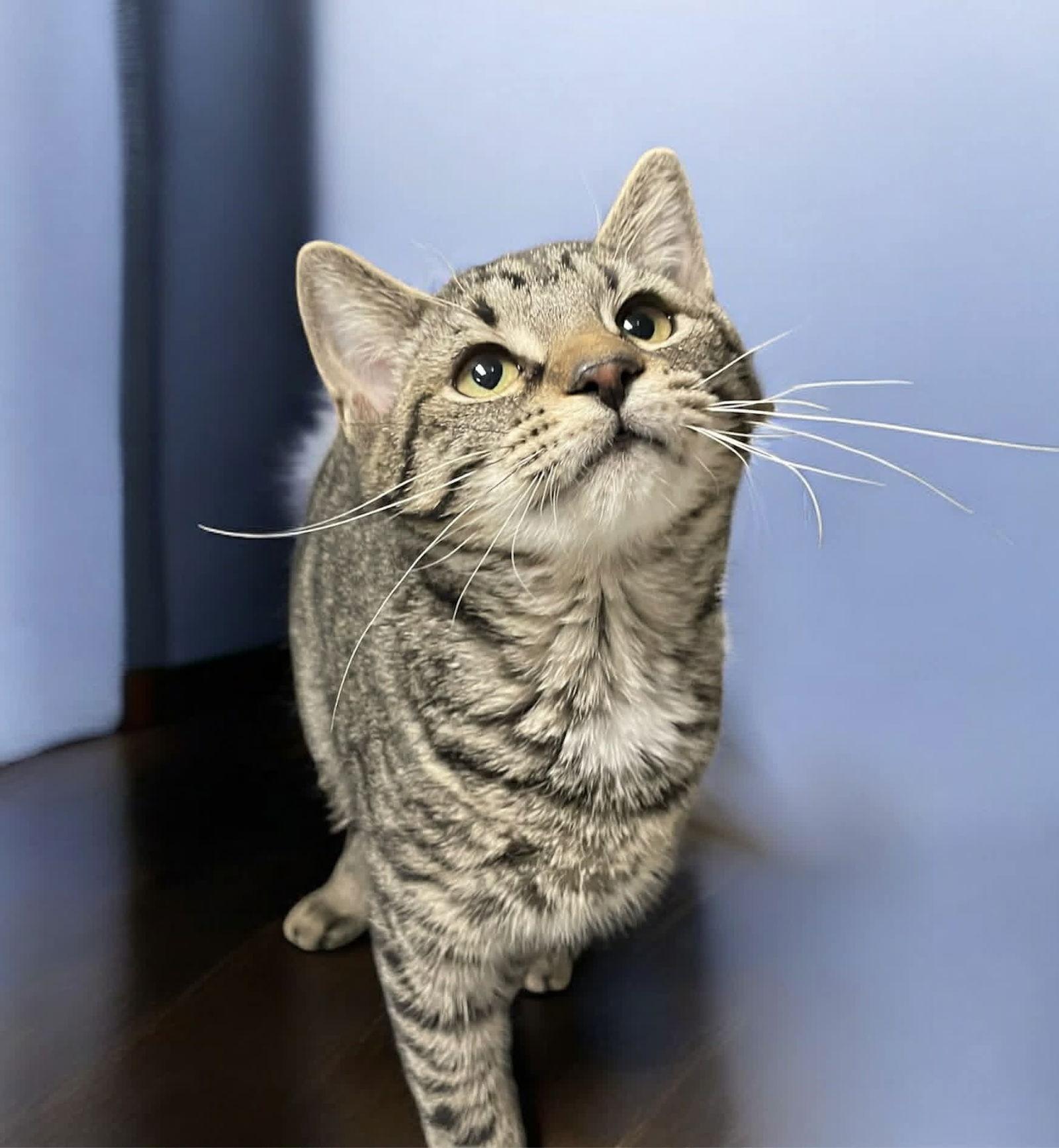 Hollyberry, Adopted, Kitten Female Domestic Short Hair.