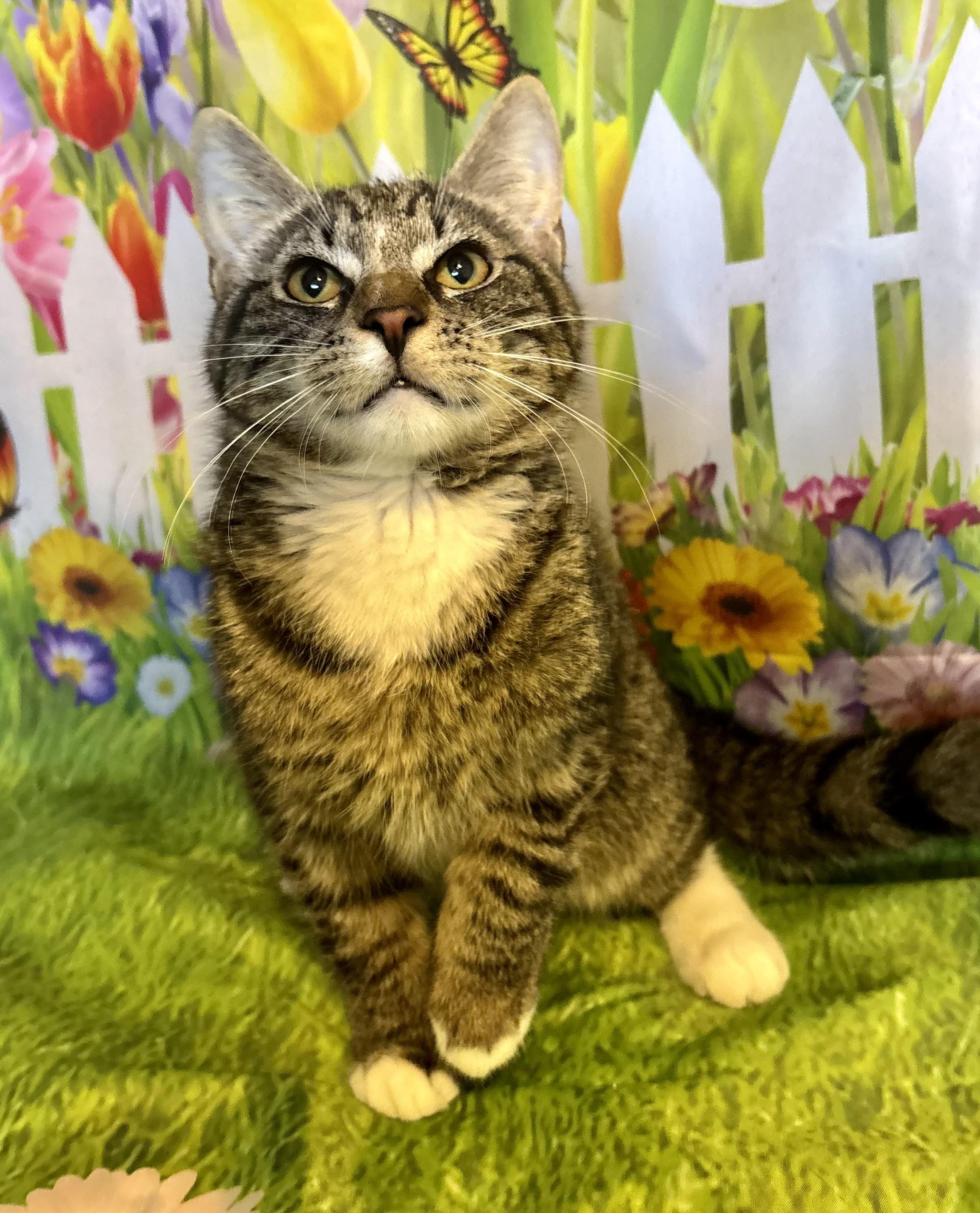 Shamrock, ADOPTABLE, Kitten Male Domestic Short Hair.