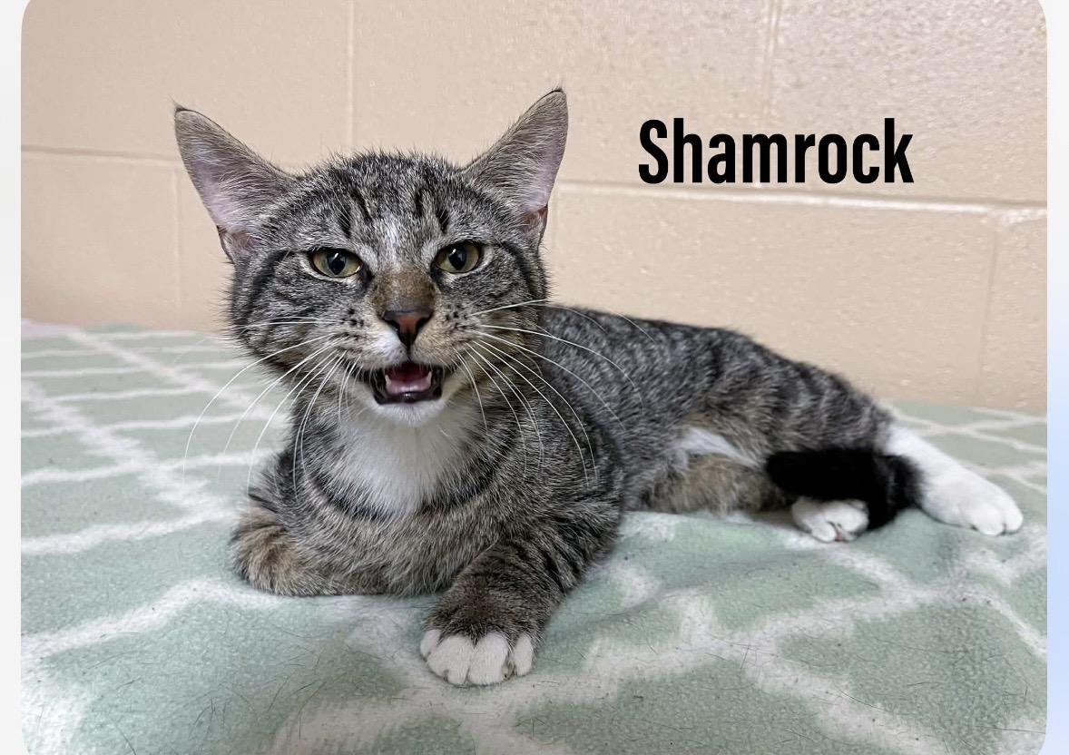 Enlarge Shamrock, a ADOPTABLE Domestic Short Hair in Cincinnati, OH image 2/2