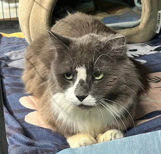 Dusty, ADOPTABLE, Adult Male Domestic Medium Hair.