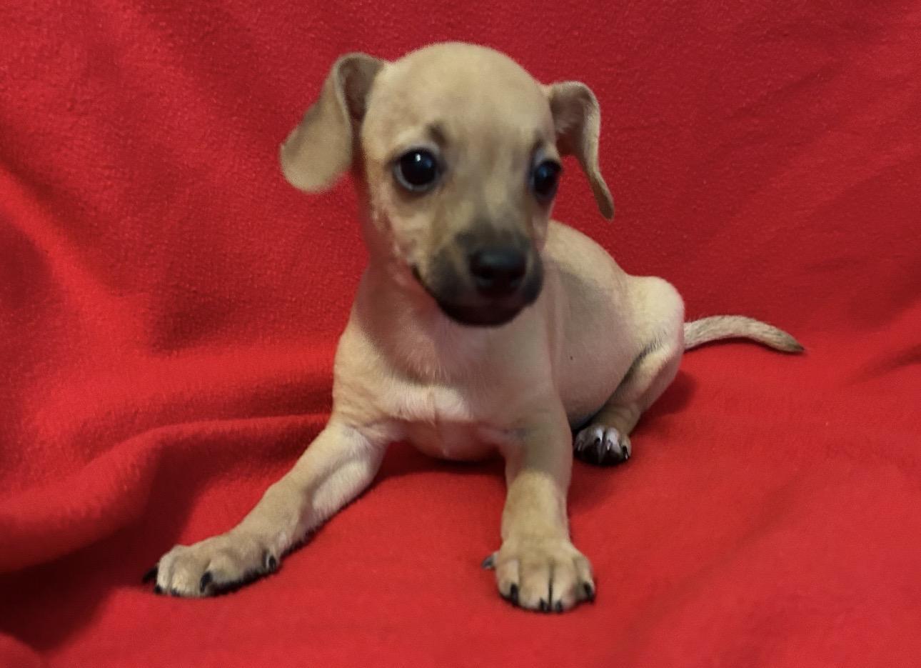 Cash, Adoptable, Puppy Male Chihuahua.