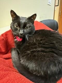 Enlarge Stella, a Adoptable Domestic Short Hair in Arlington, WA image 1/6
