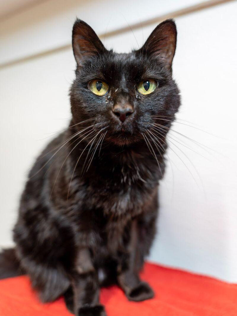 Enlarge Stella, a Adoptable Domestic Short Hair in Arlington, WA image 2/6