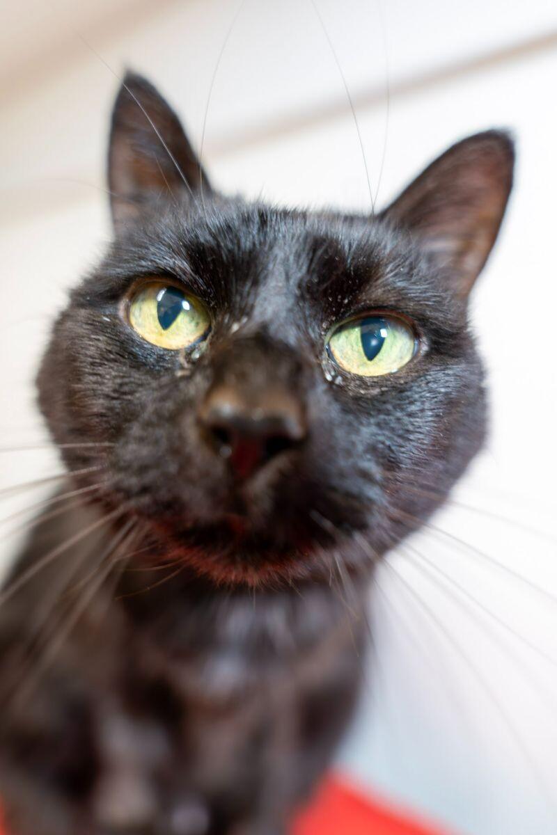 Enlarge Stella, a Adoptable Domestic Short Hair in Arlington, WA image 3/6