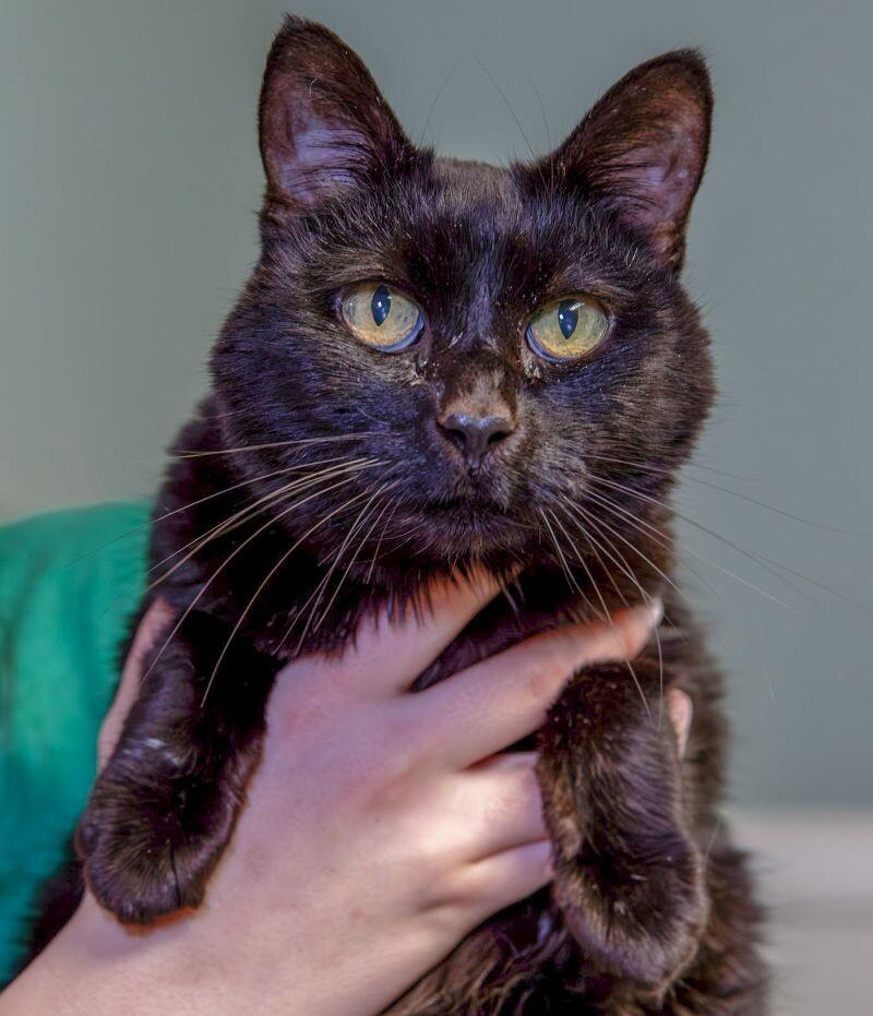 Enlarge Stella, a Adoptable Domestic Short Hair in Arlington, WA image 4/6