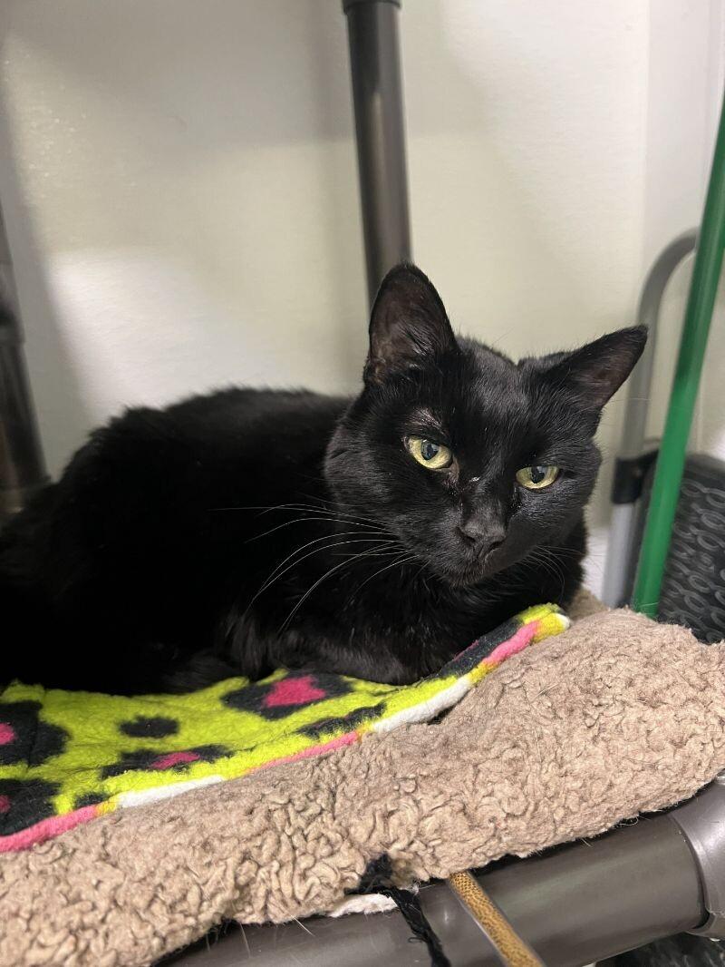 Enlarge Stella, a Adoptable Domestic Short Hair in Arlington, WA image 5/6