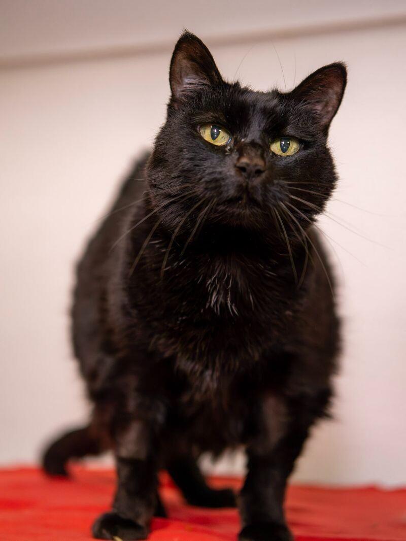 Enlarge Stella, a Adoptable Domestic Short Hair in Arlington, WA image 6/6