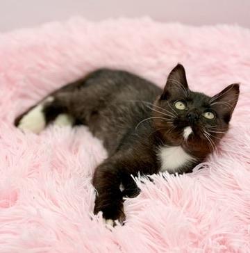 Smoosh, a Adoptable mixed breed in Covington, LA image 2/6