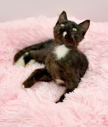 Smoosh, a Adoptable mixed breed in Covington, LA image 3/6