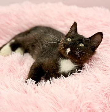 Smoosh, Adoptable, Kitten Male Maine Coon & Domestic Long Hair.