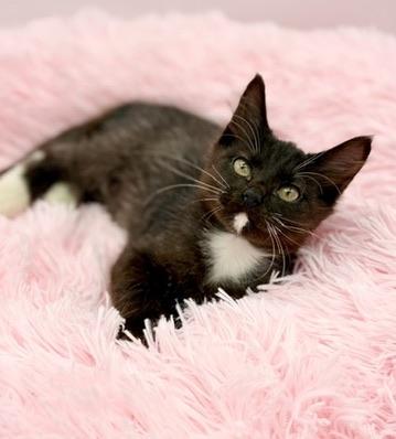 Smoosh, a Adoptable mixed breed in Covington, LA image 4/6