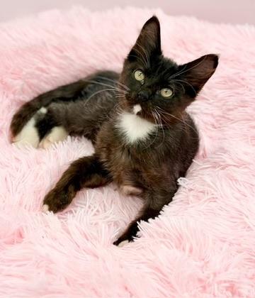 Smoosh, a Adoptable mixed breed in Covington, LA image 5/6