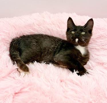 Smoosh, a Adoptable mixed breed in Covington, LA image 6/6