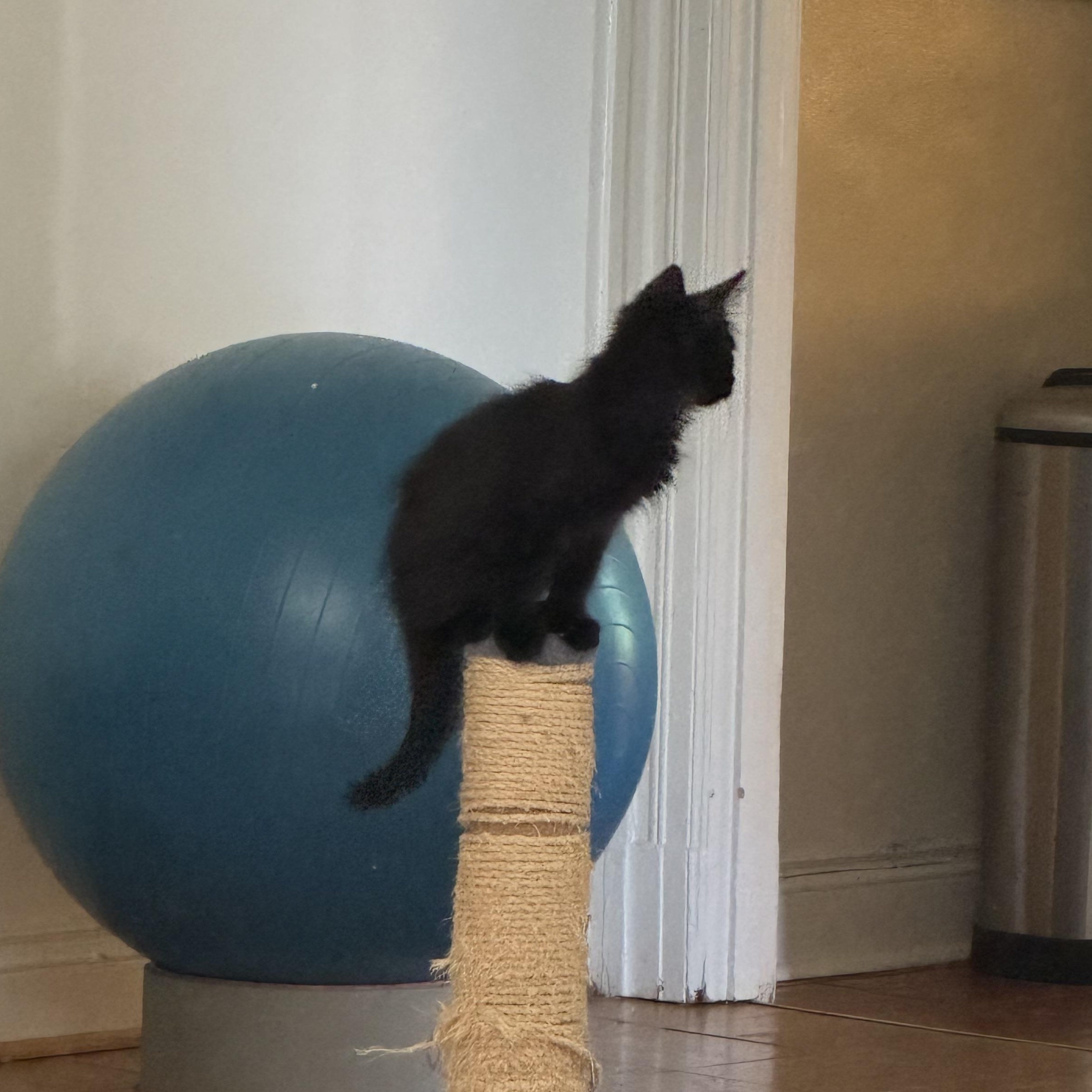 Vostok, an adopted mixed breed in Hyattsville, MD image 6/6