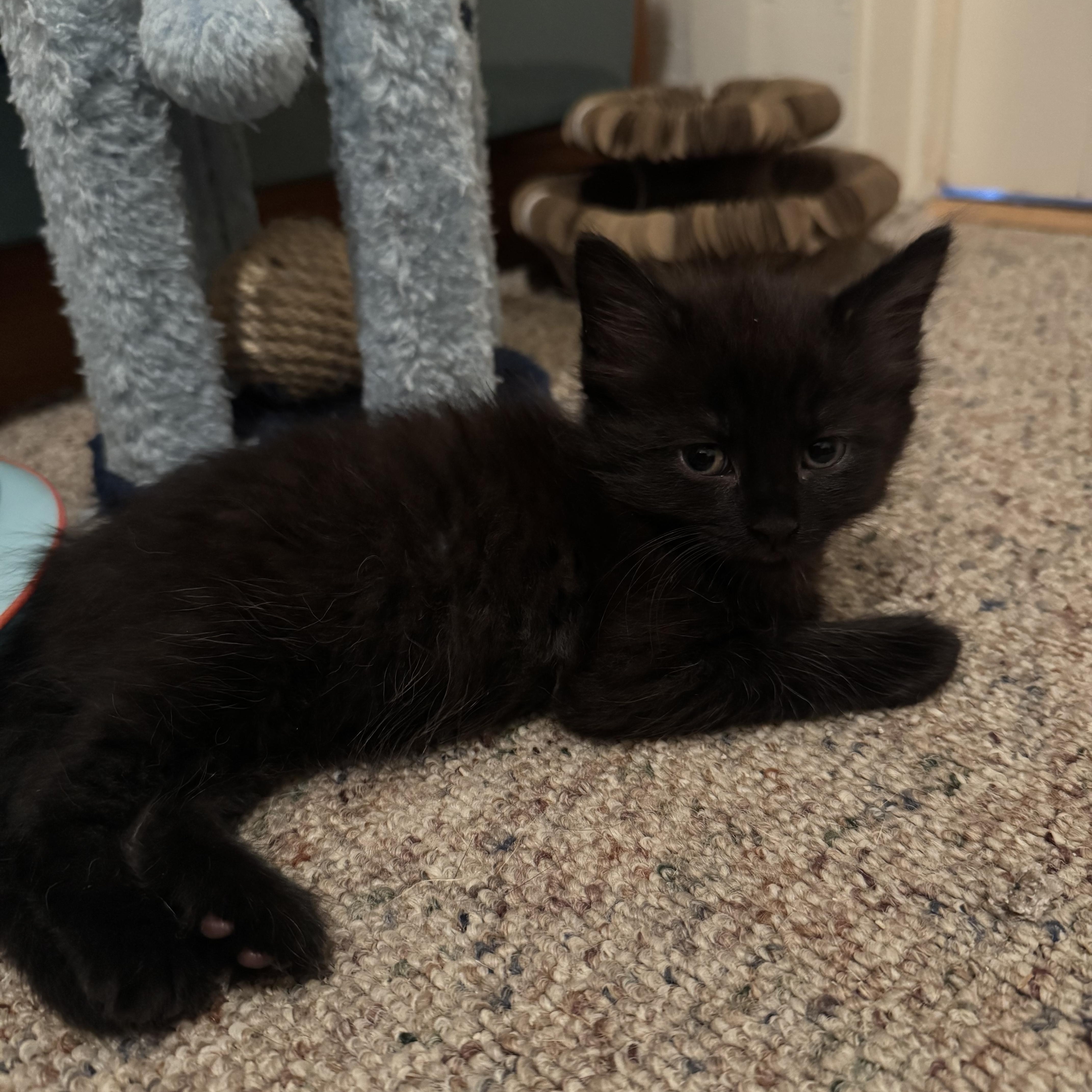 Vostok, an adopted mixed breed in Hyattsville, MD image 4/6