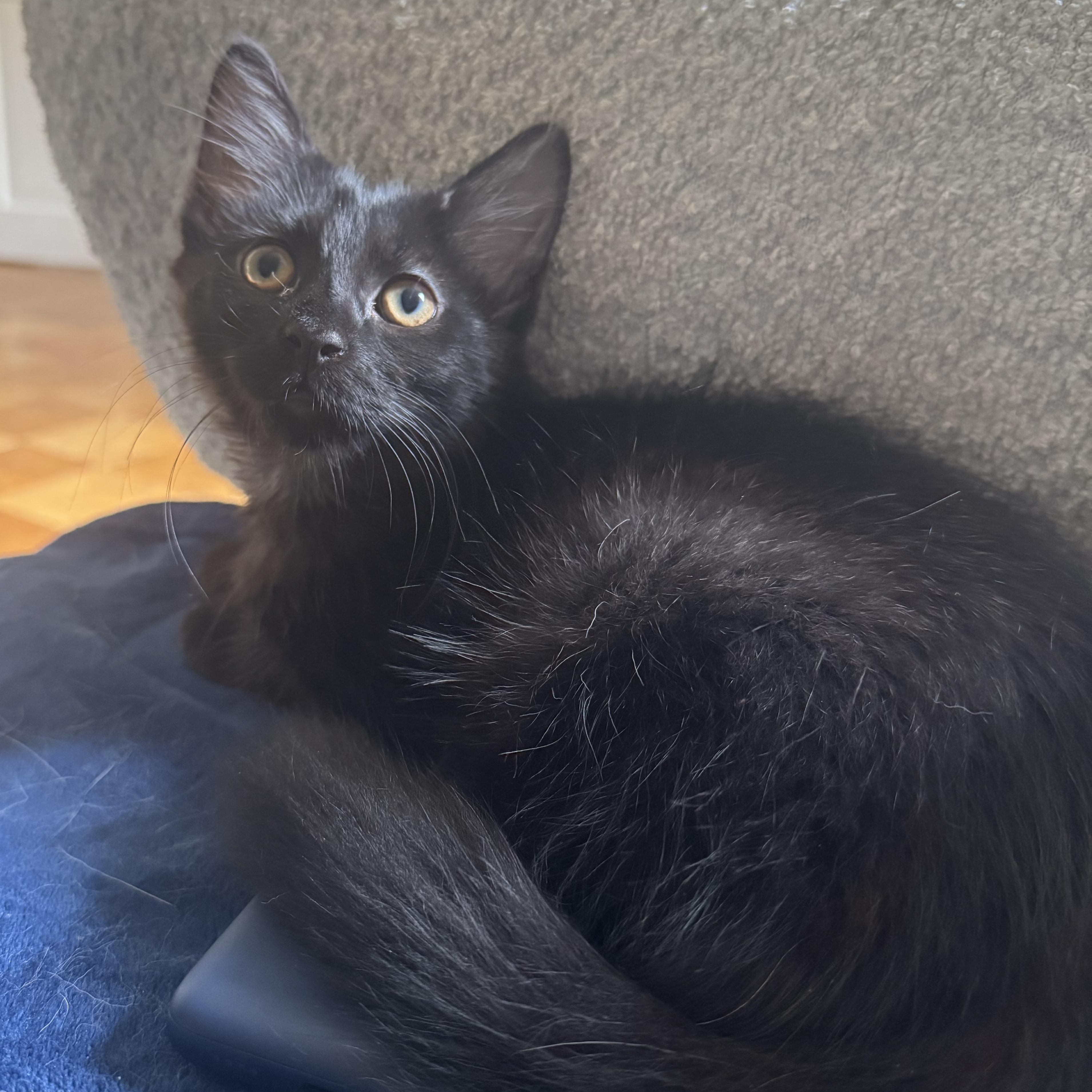 Vostok, adopted, Kitten Male Domestic Medium Hair & Bombay.