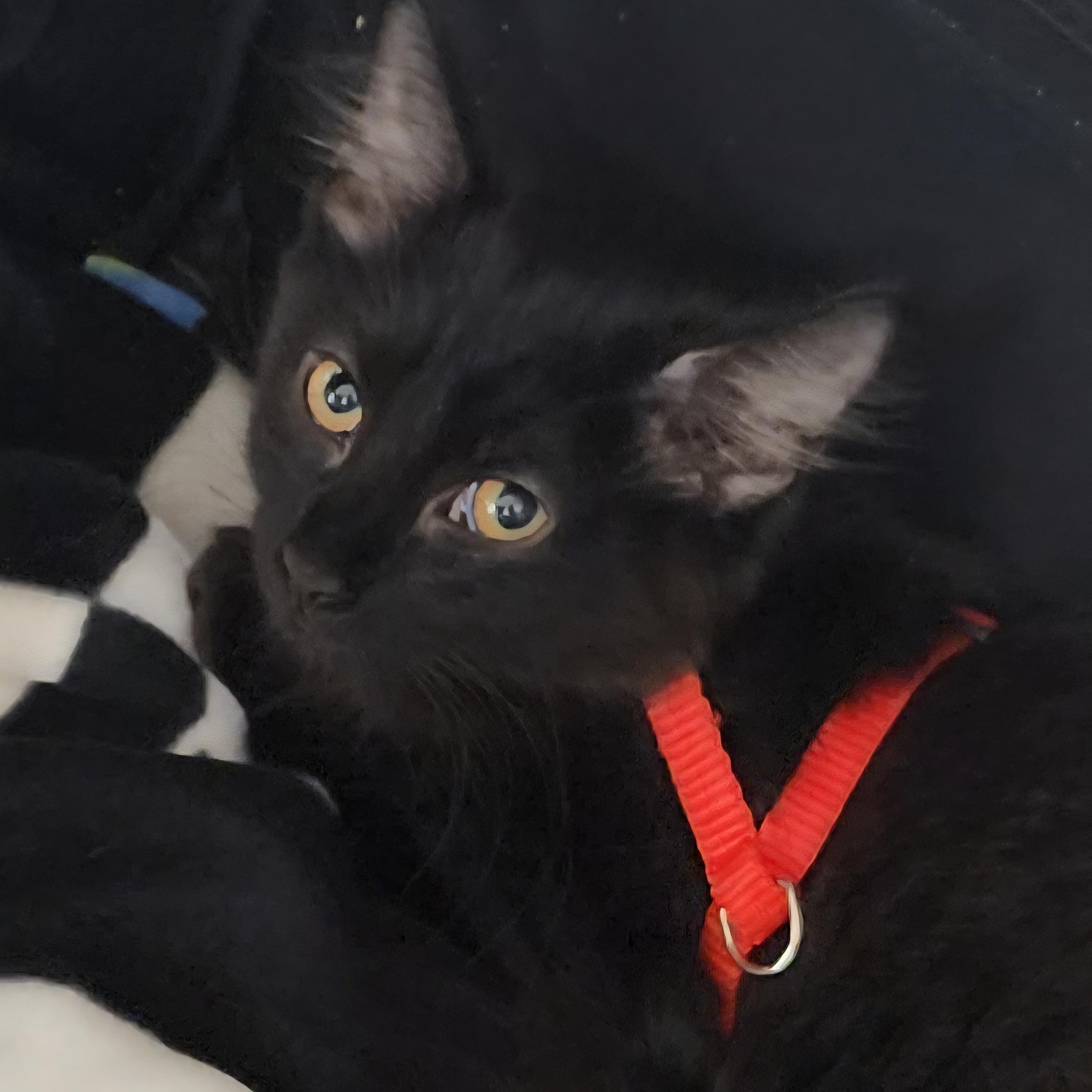 Vostok, an adopted mixed breed in Hyattsville, MD image 3/6