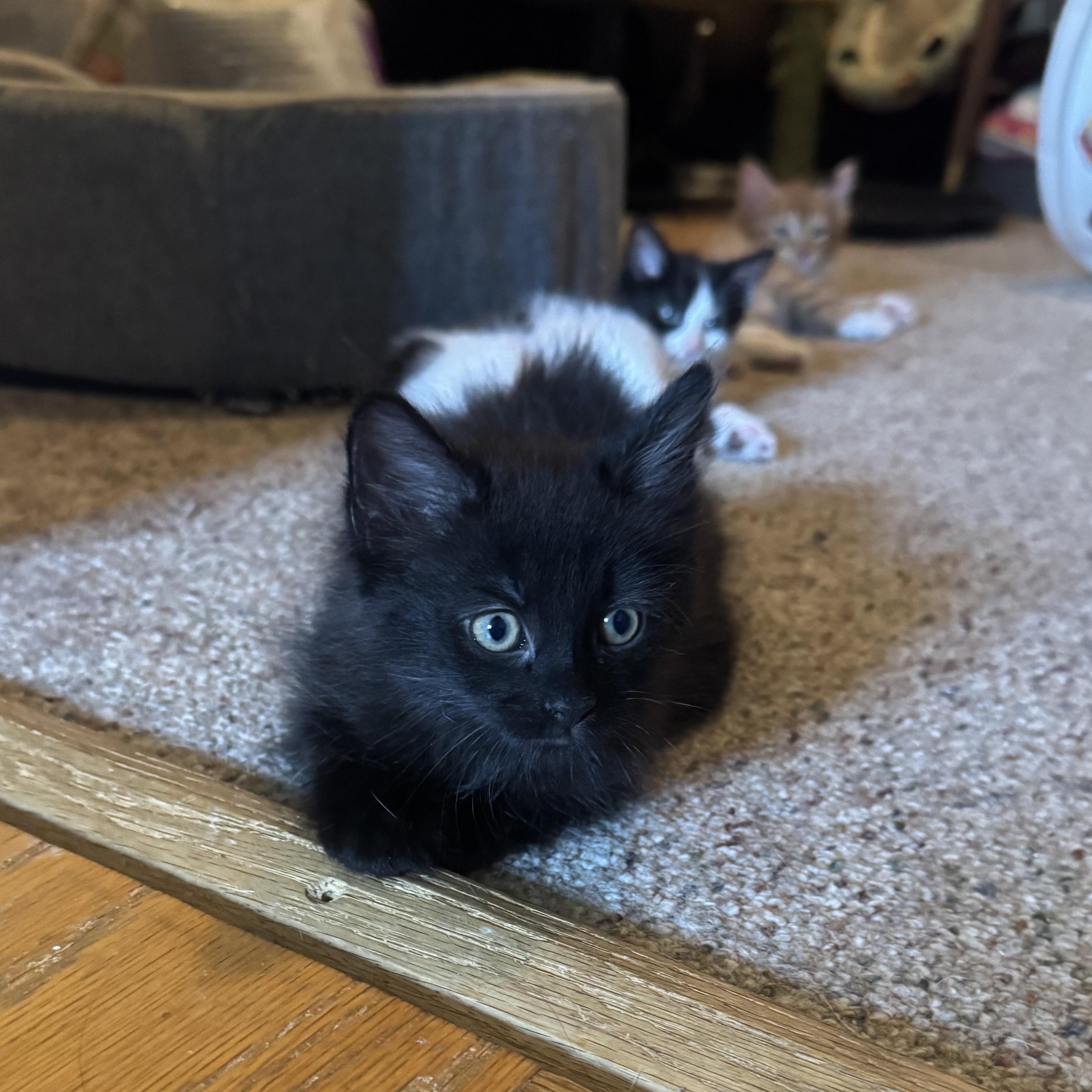 Vostok, an adopted mixed breed in Hyattsville, MD image 5/6