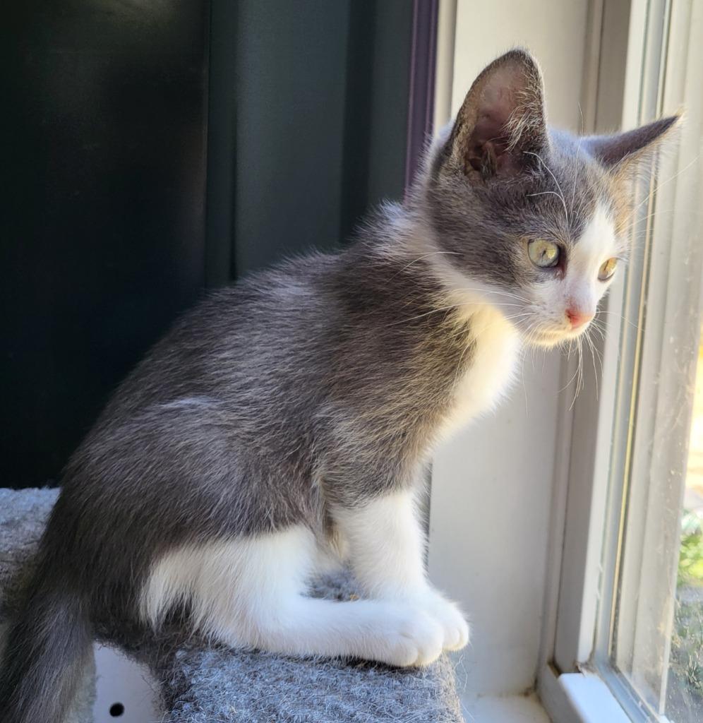 Allmight, Adoptable, Young Male Russian Blue.