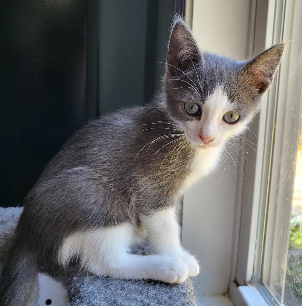 Enlarge Allmight, a Adoptable Russian Blue in Buford, GA image 2/6