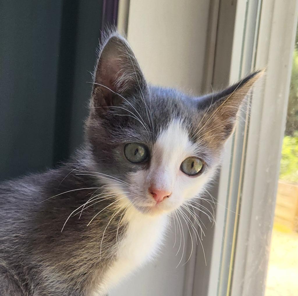 Enlarge Allmight, a Adoptable Russian Blue in Buford, GA image 3/6