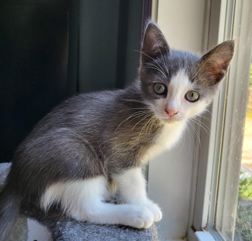 Enlarge Allmight, a Adoptable Russian Blue in Buford, GA image 4/6
