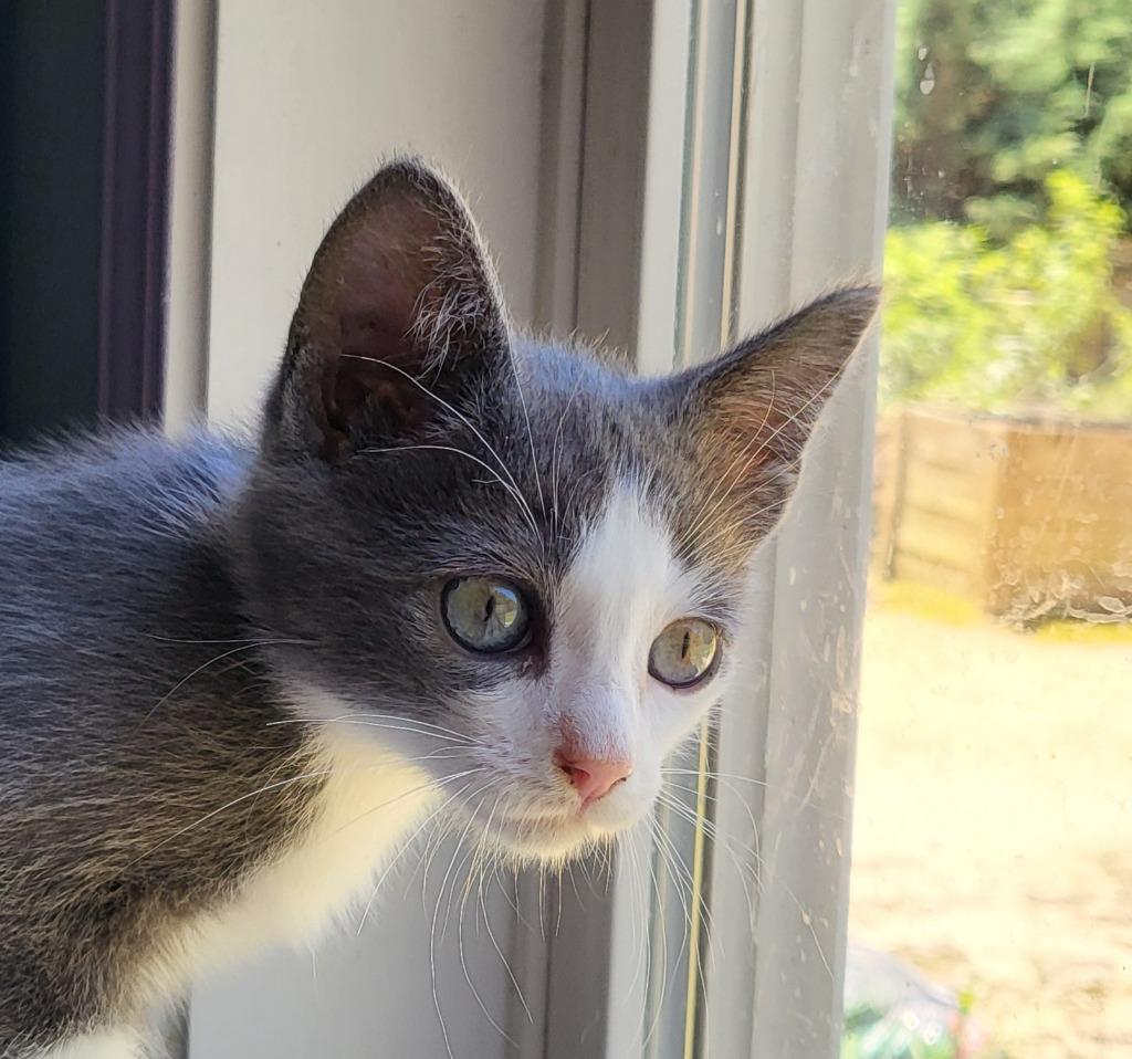 Enlarge Allmight, a Adoptable Russian Blue in Buford, GA image 5/6