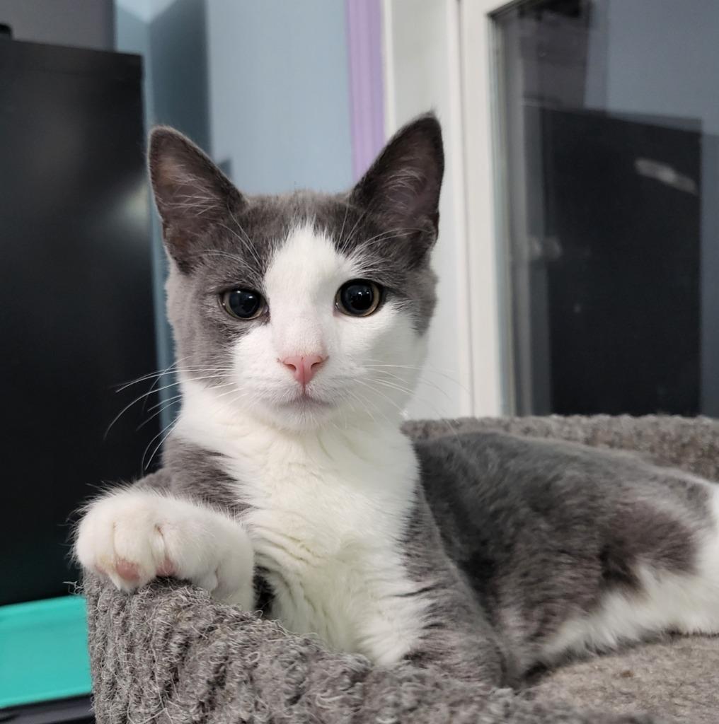 Enlarge Allmight, a Adoptable Russian Blue in Buford, GA image 6/6