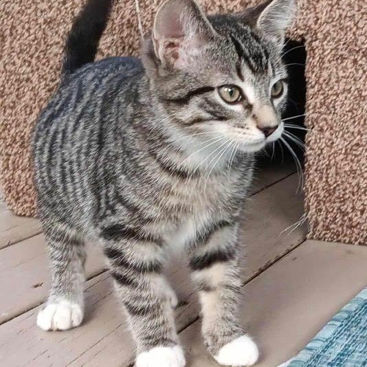 Enlarge Oscar, a Adopted Domestic Short Hair in Menasha, WI image 1/4