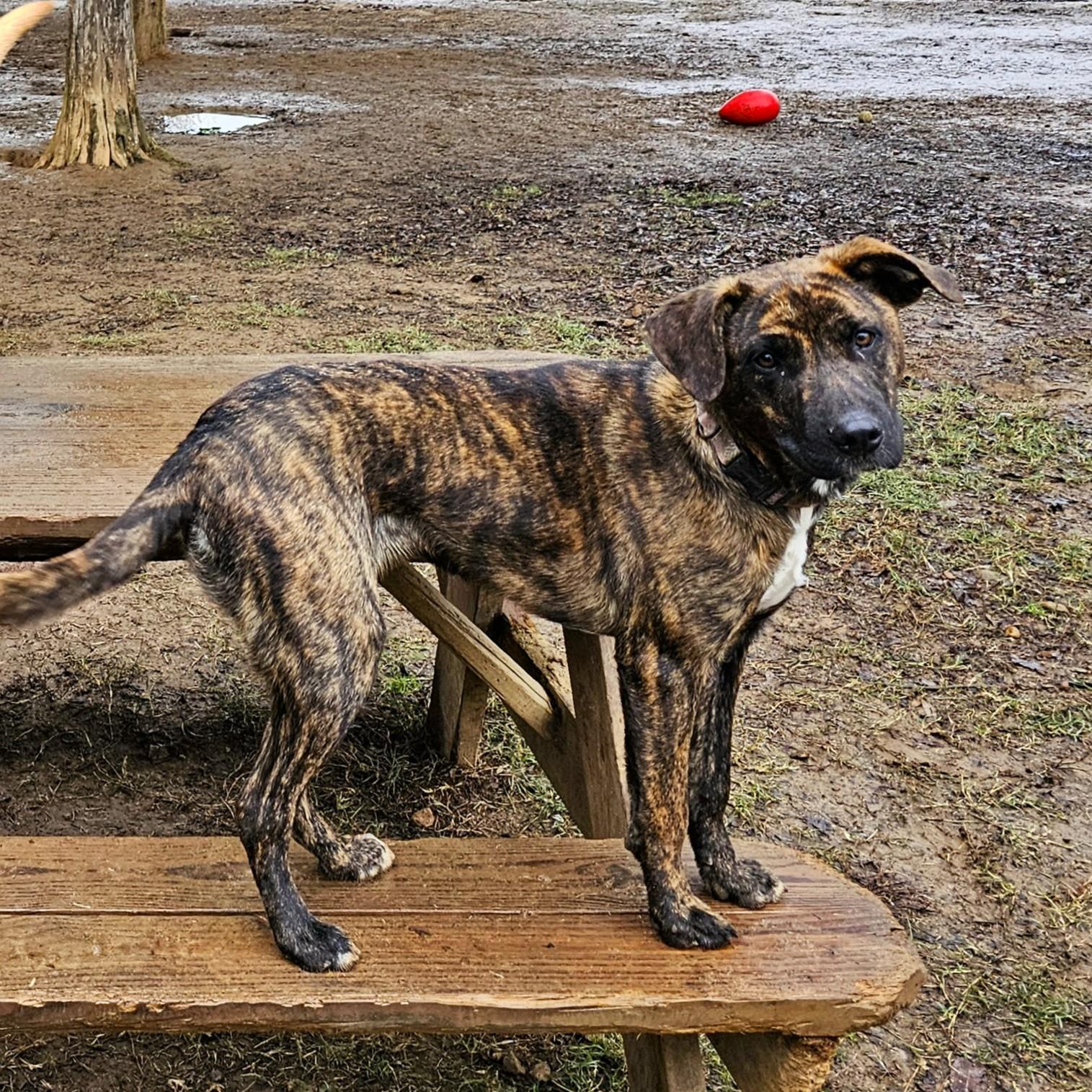 Enlarge Hazel, a Adoptable Mixed Breed in Searcy, AR image 1/6
