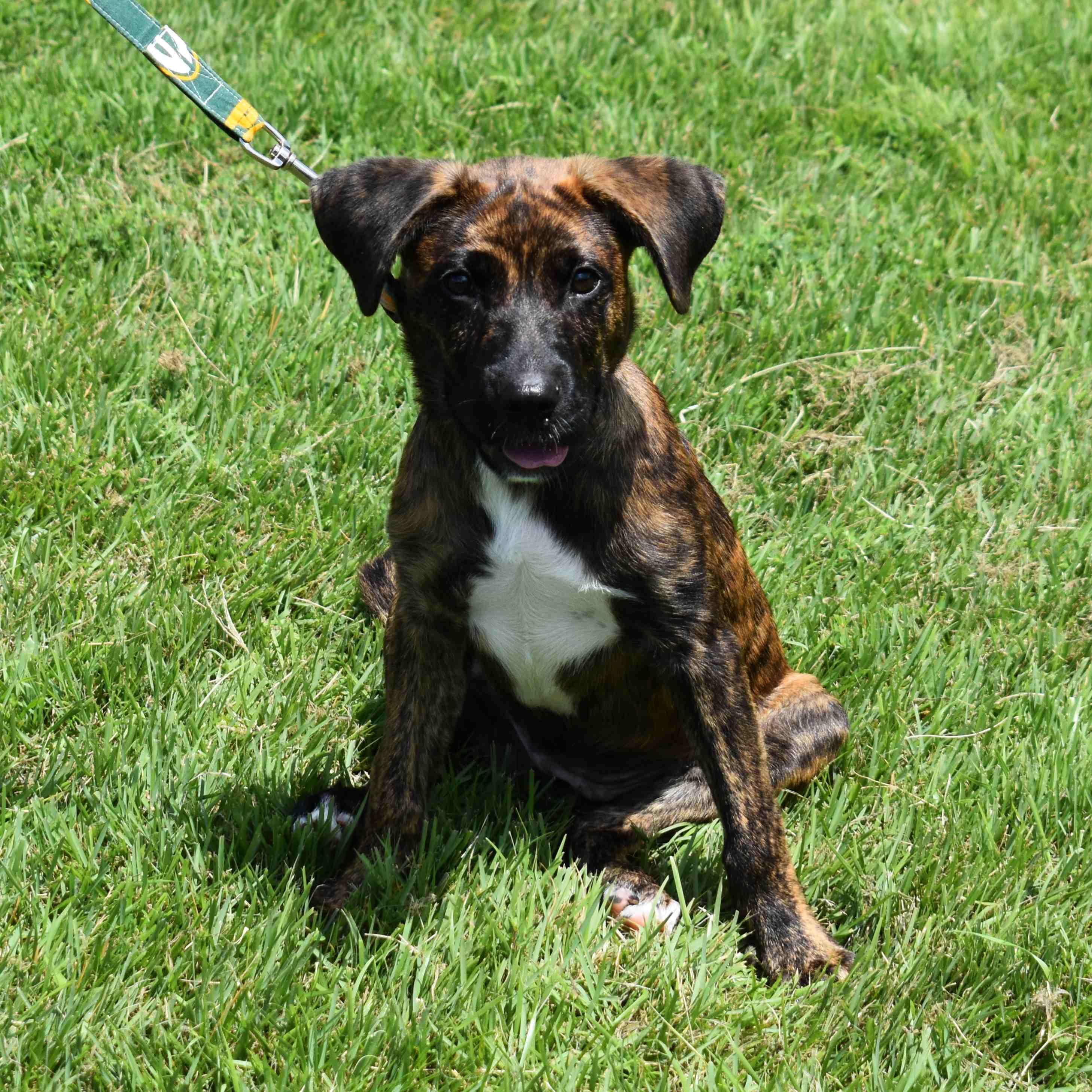 Hazel, a Adoptable Mixed Breed in Searcy, AR image 4/6