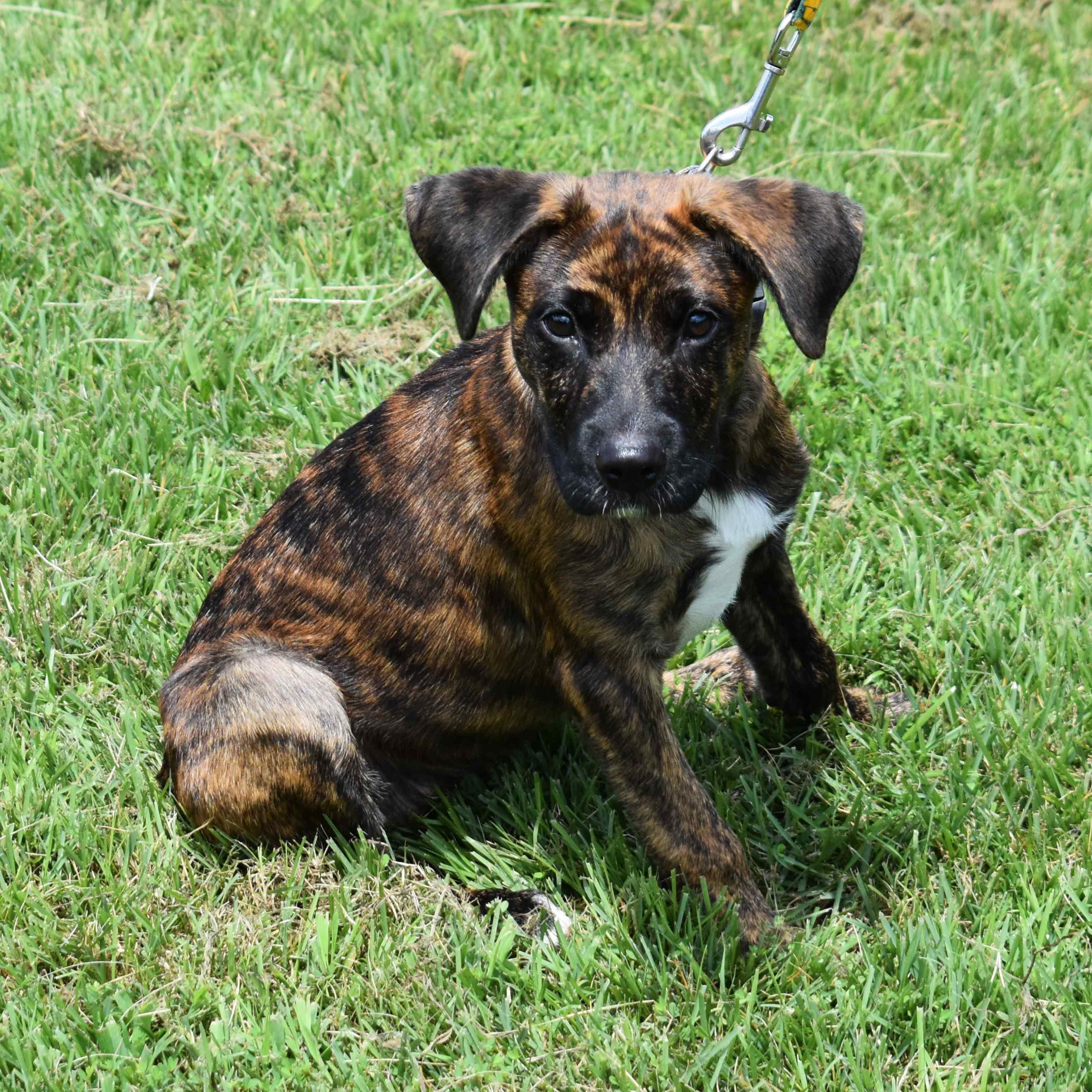 Hazel, a Adoptable Mixed Breed in Searcy, AR image 1/6