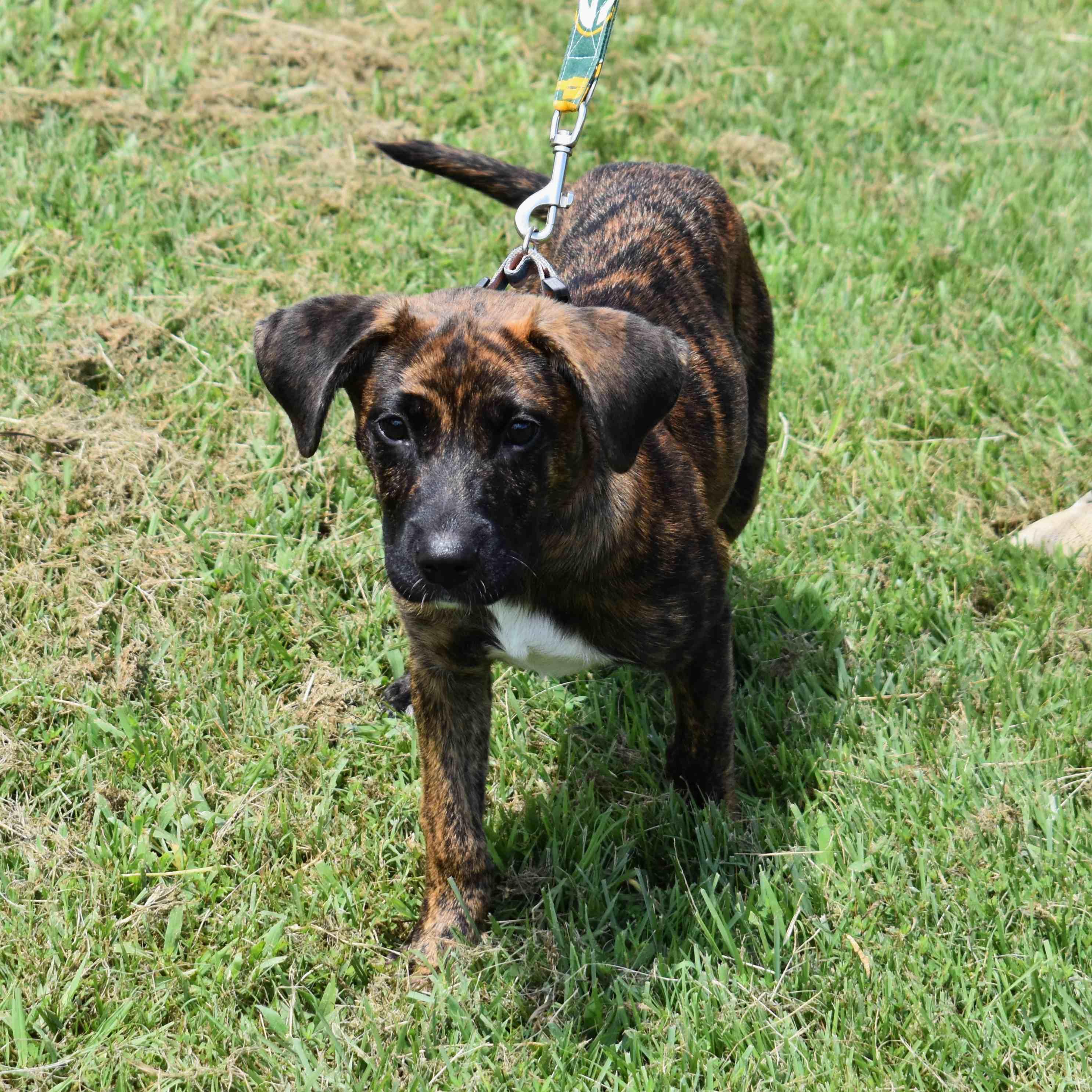 Hazel, a Adoptable Mixed Breed in Searcy, AR image 2/6