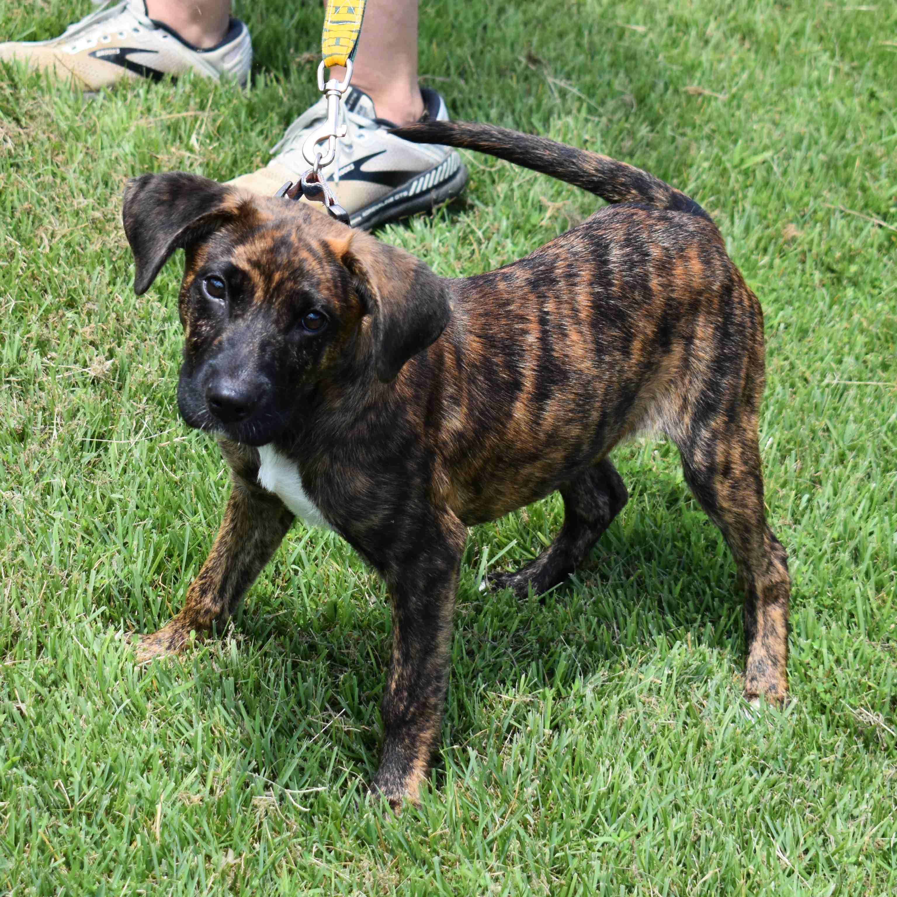 Hazel, a Adoptable Mixed Breed in Searcy, AR image 3/6