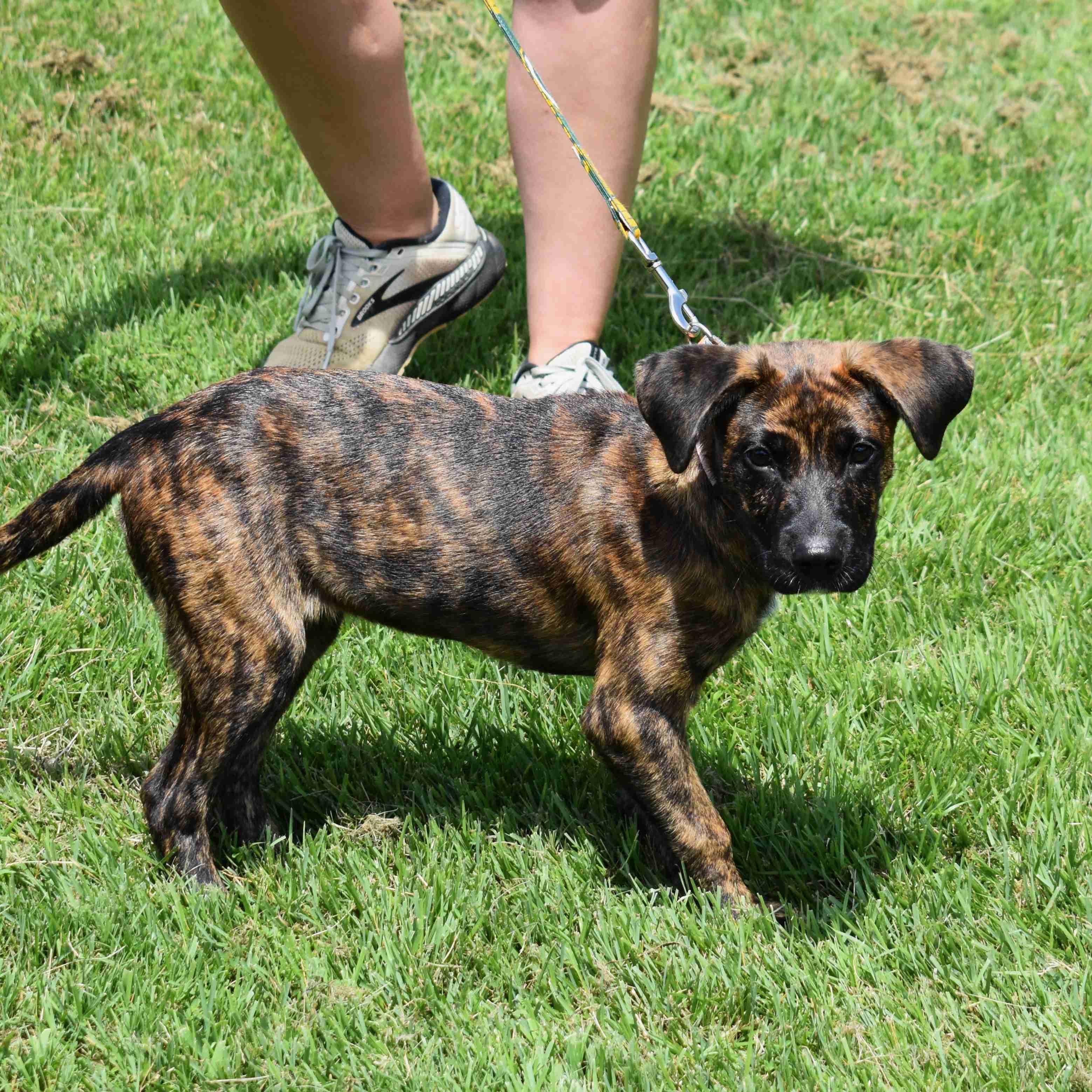 Hazel, a Adoptable Mixed Breed in Searcy, AR image 5/6