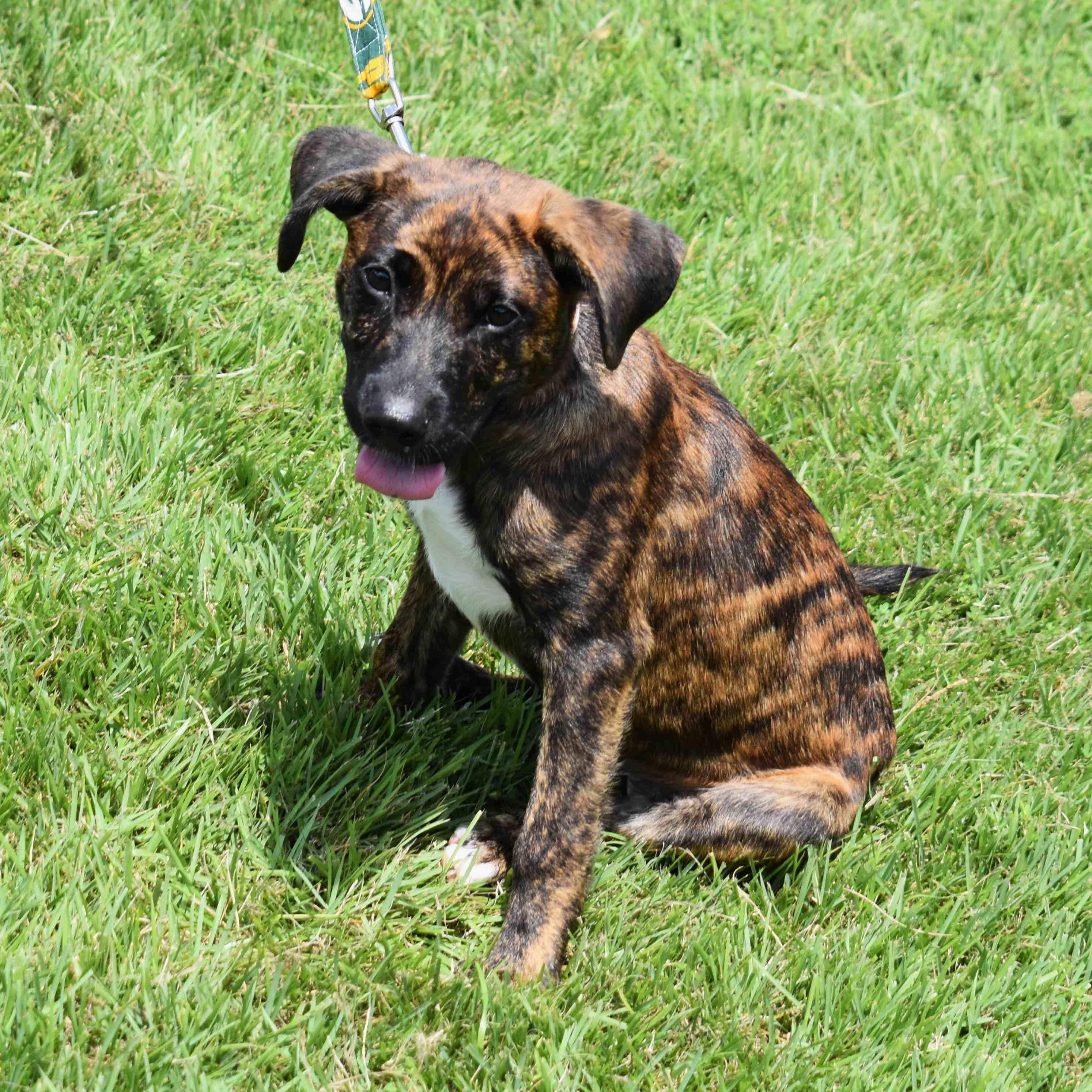 Hazel, a Adoptable Mixed Breed in Searcy, AR image 6/6