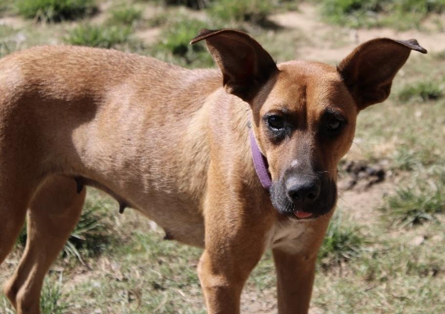 Enlarge Julia, an adopted Shepherd in Monroeville , PA image 6/6