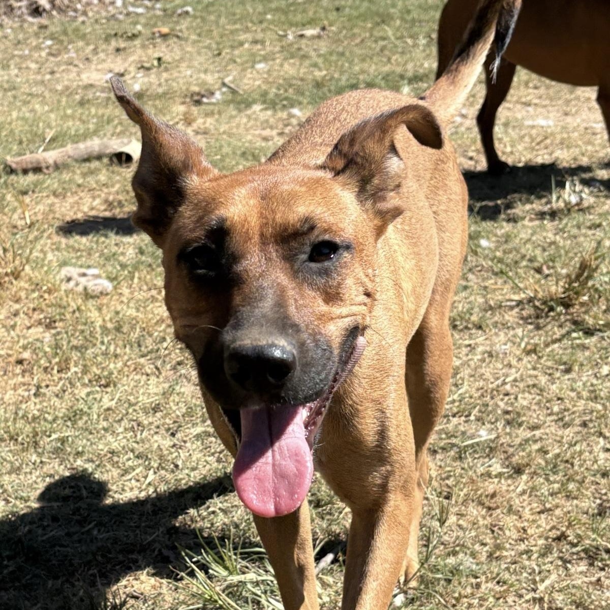 Julia, adopted, Adult Female Shepherd.