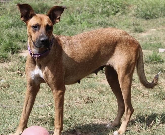 Enlarge Julia, an adopted Shepherd in Monroeville , PA image 3/6