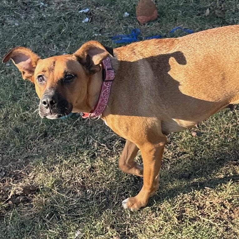 Enlarge Julia, an adopted Shepherd in Monroeville , PA image 2/6