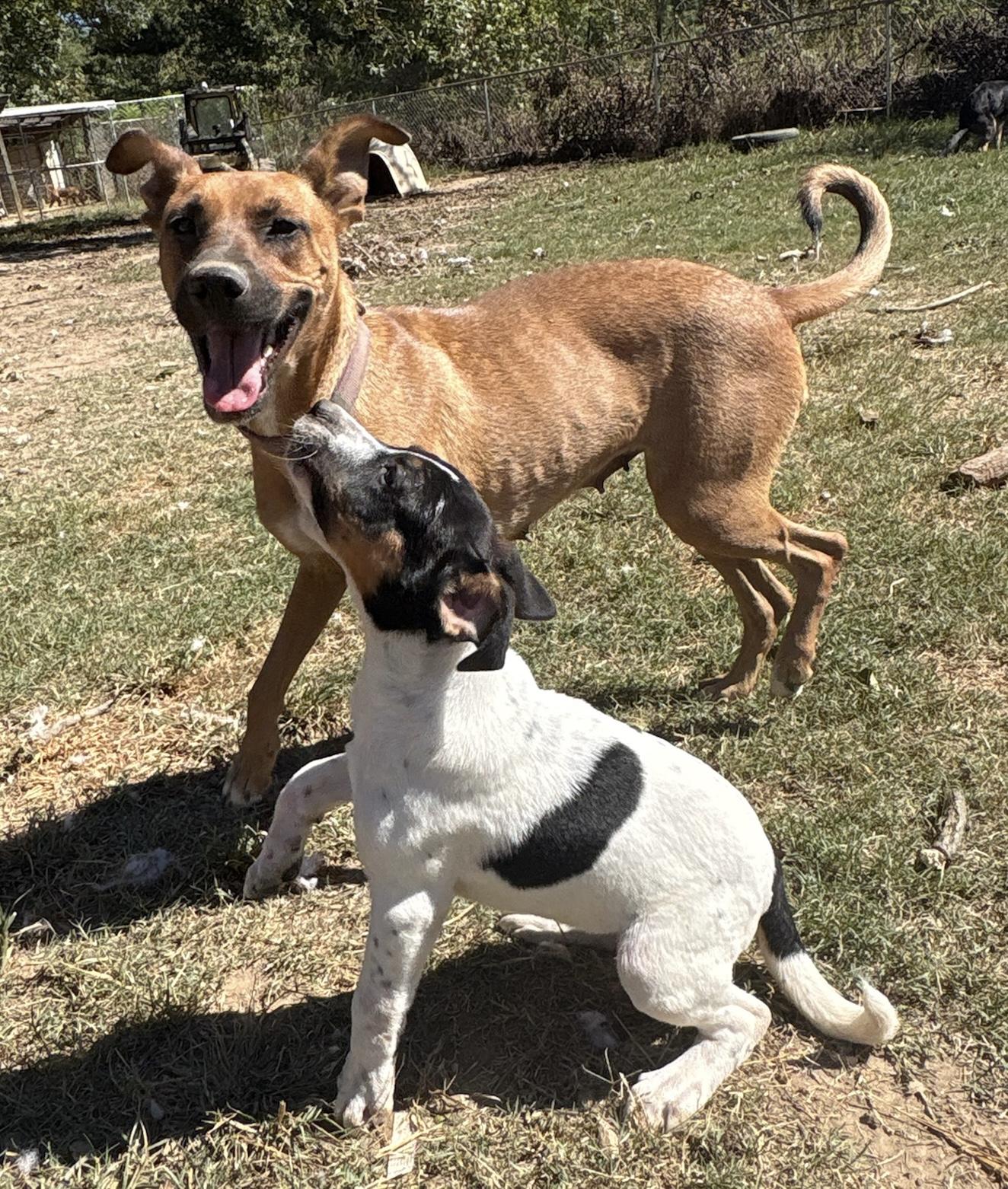 Enlarge Julia, an adopted Shepherd in Monroeville , PA image 4/6