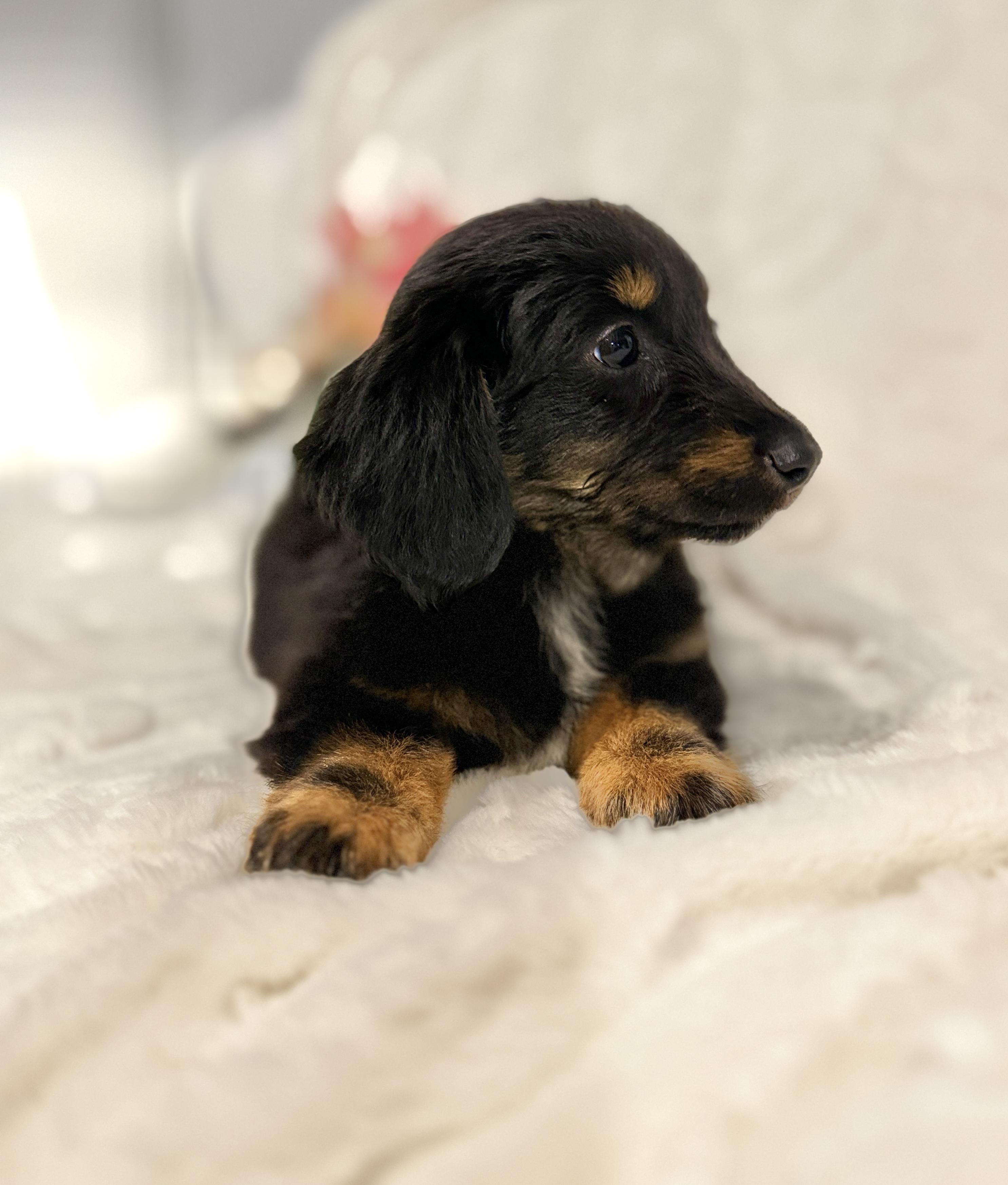 Enlarge Tulsa, an adopted mixed breed in Hales corners, WI image 2/3