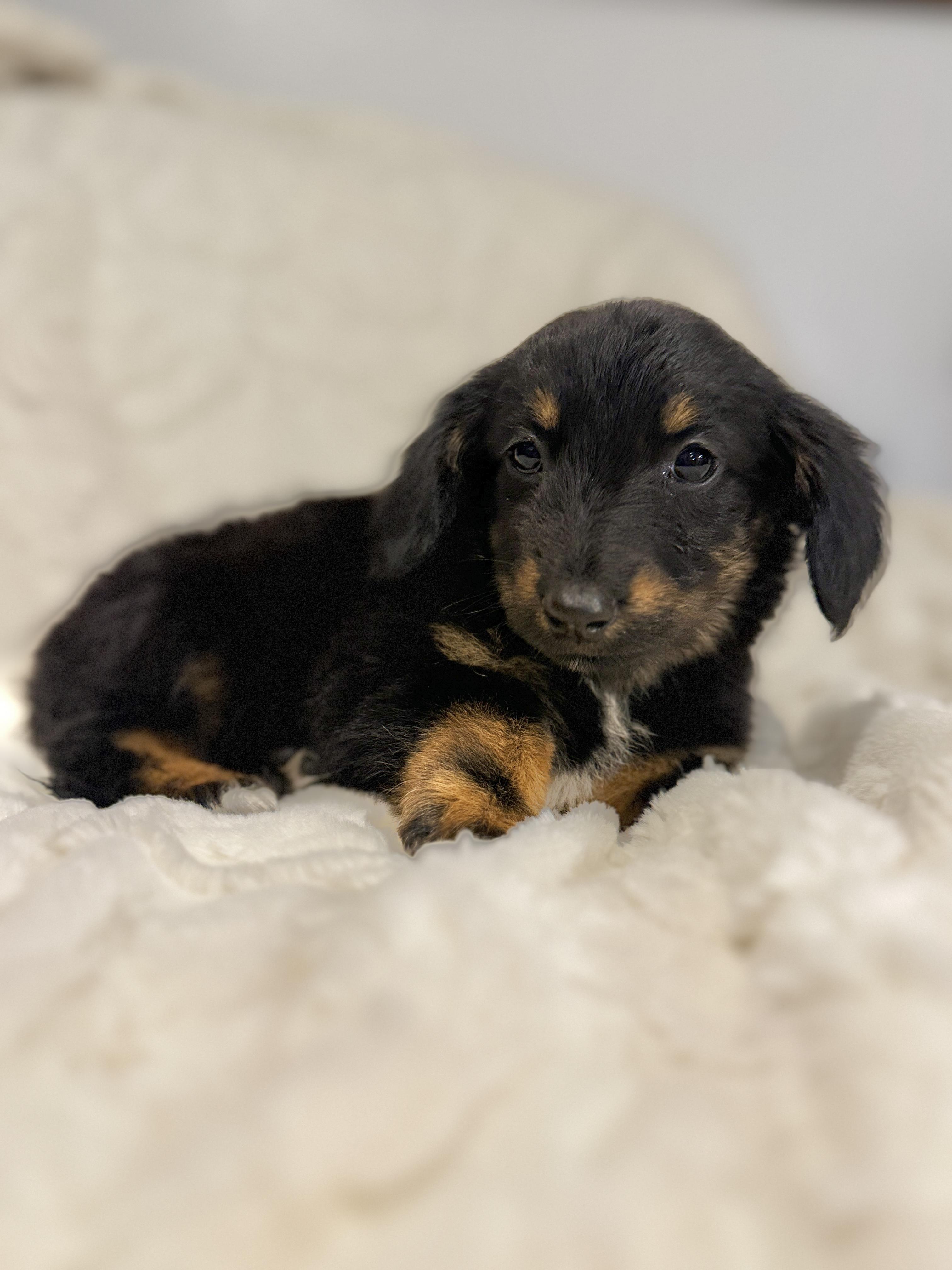 Enlarge Tulsa, an adopted mixed breed in Hales corners, WI image 3/3