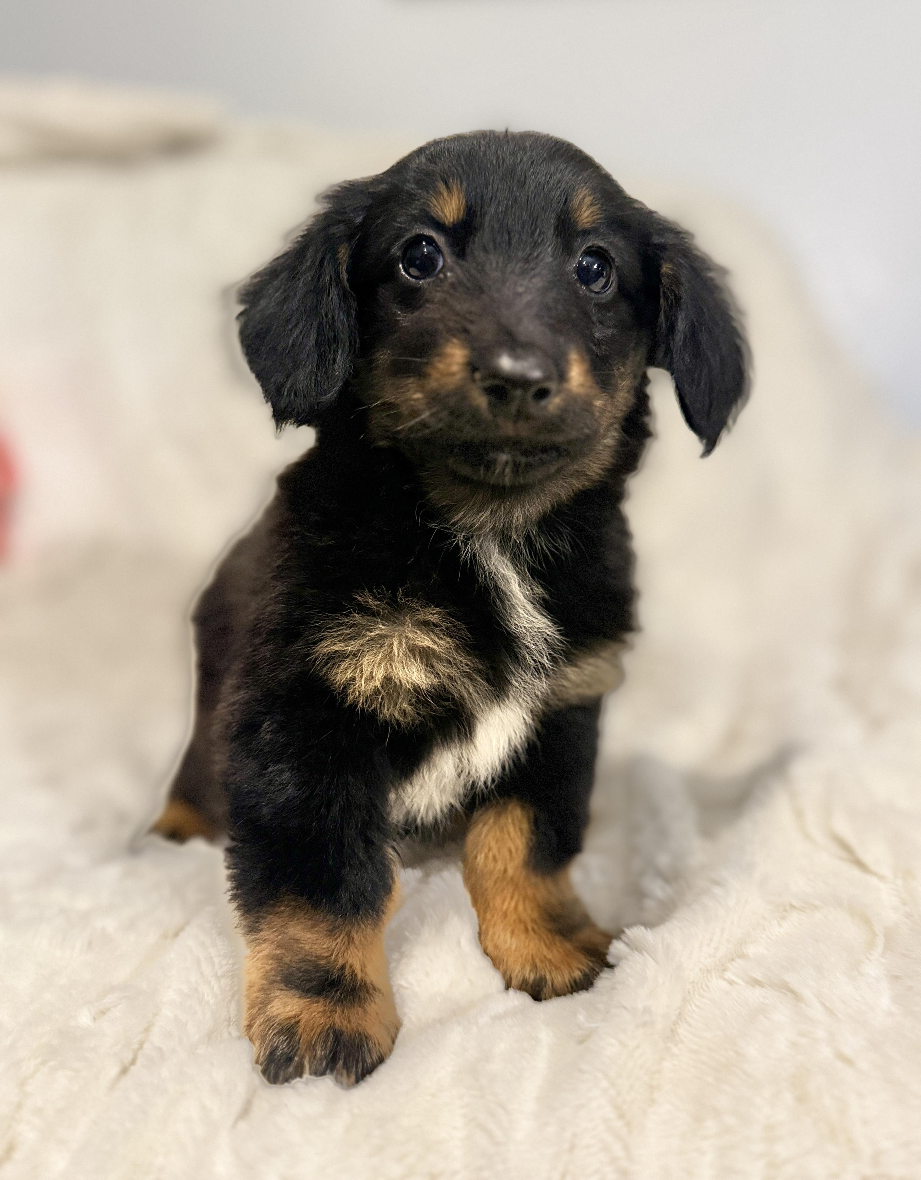 Tulsa, adopted, Puppy Female Dachshund (Miniature Long Haired) & Australian Shepherd.