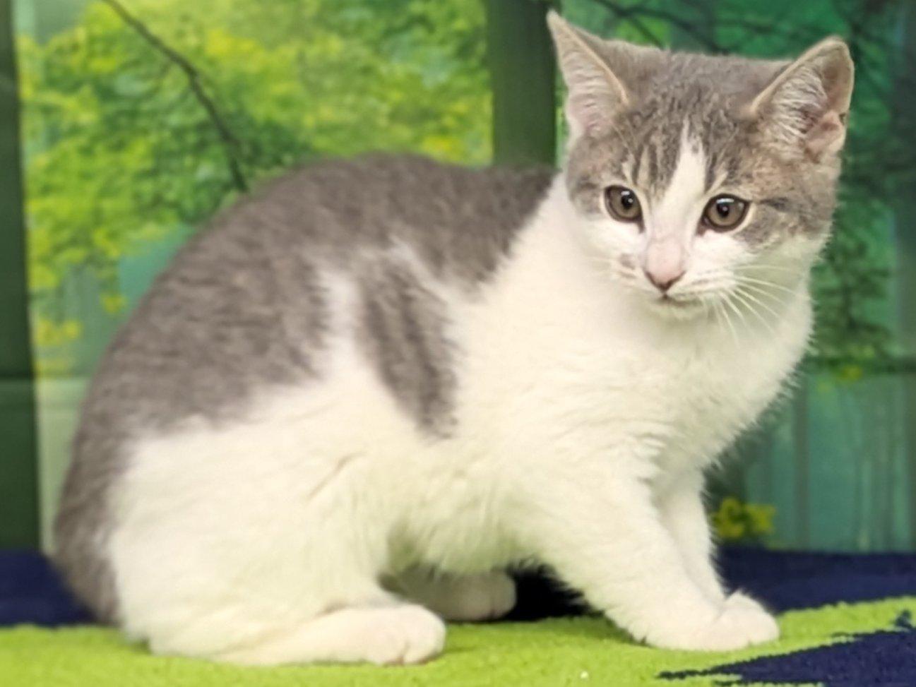 Margarita, an adoptable Domestic Short Hair, Tabby in Republic, WA, 99166 | Photo Image 3