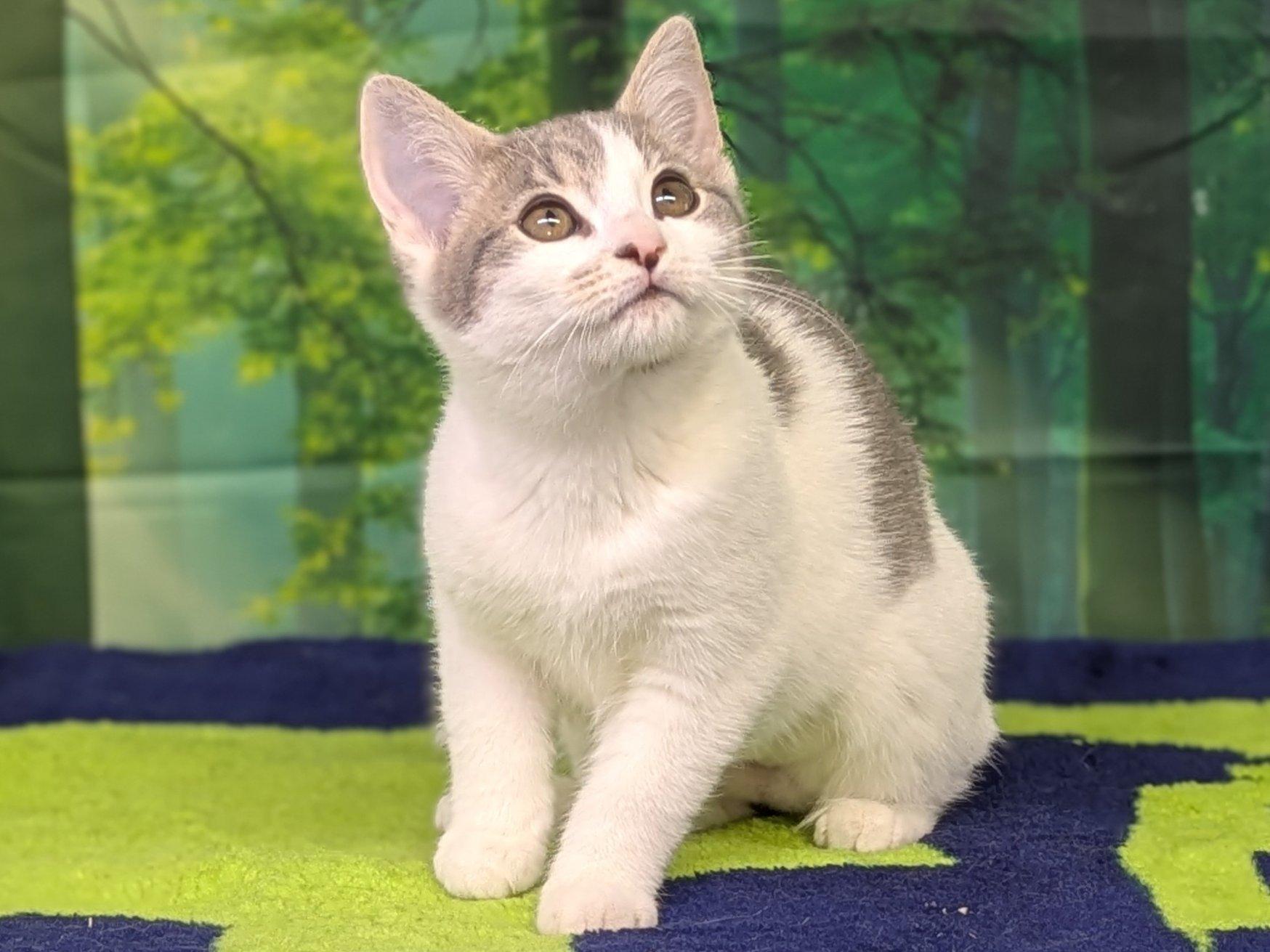 Margarita, an adoptable Domestic Short Hair, Tabby in Republic, WA, 99166 | Photo Image 4