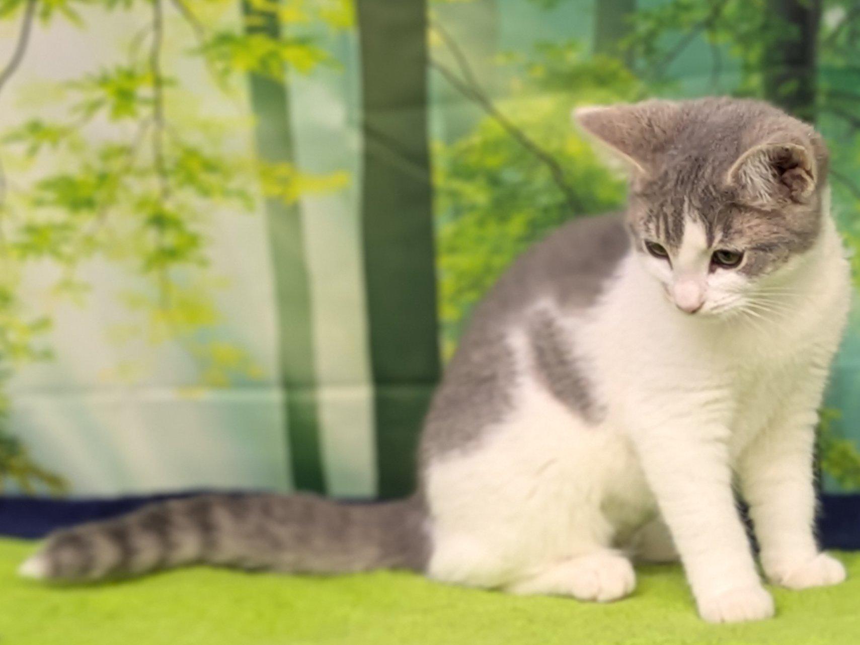 Margarita, an adoptable Domestic Short Hair, Tabby in Republic, WA, 99166 | Photo Image 2