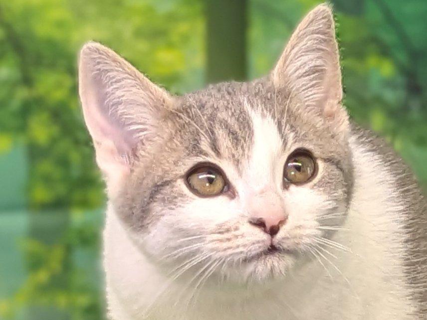 Margarita, an adoptable Domestic Short Hair, Tabby in Republic, WA, 99166 | Photo Image 1