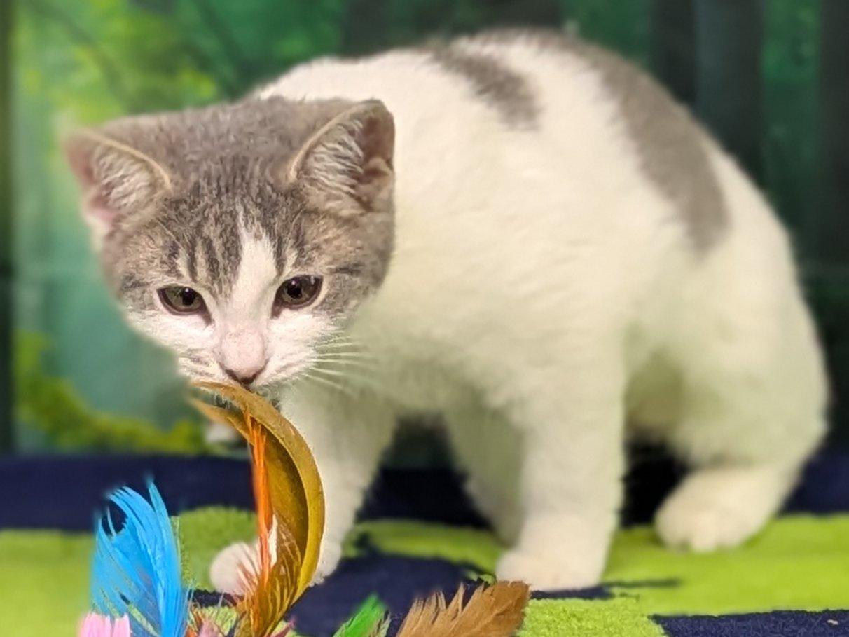 Margarita, an adoptable Domestic Short Hair, Tabby in Republic, WA, 99166 | Photo Image 5