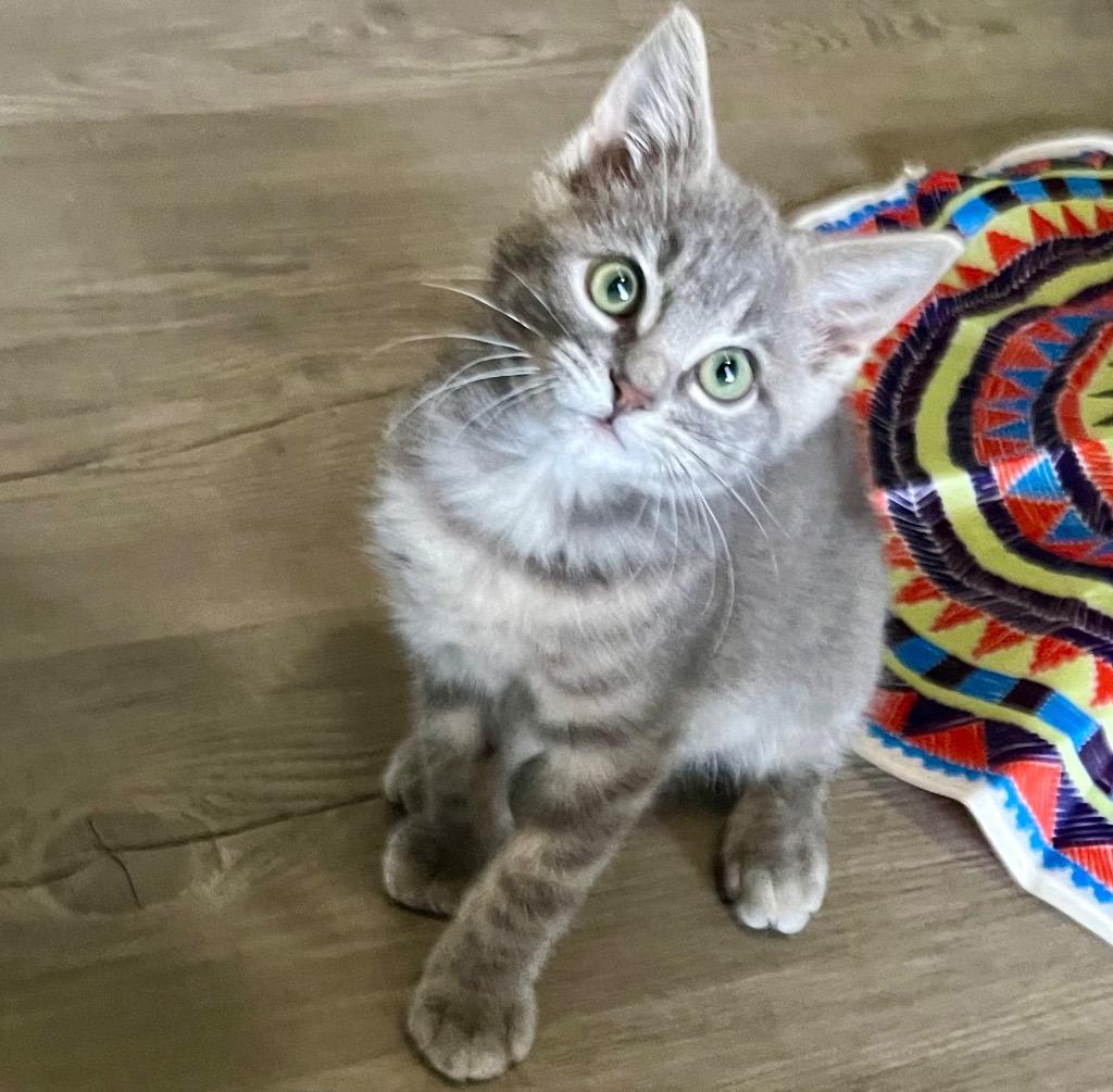 Bougie Bob, Adoptable, Kitten Male American Bobtail.
